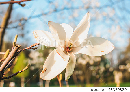 Beautiful blooming magnolia branches with open Beautiful blooming magnolia branches with open 63320329