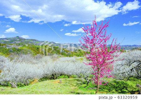 紅梅と白梅林３ 63320959