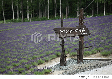 ラベンダーのうみ_ふらの ラベンダーのうみ_ふらの 63321108