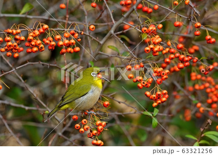 ピラカンサの実を美味しそうに食べるメジロの写真素材