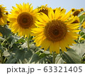 ひまわり 63321405