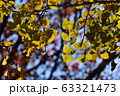イチョウ 63321473
