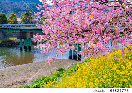 静岡県賀茂郡南伊豆町の河津桜　みなみの桜と菜の花まつり 63321778