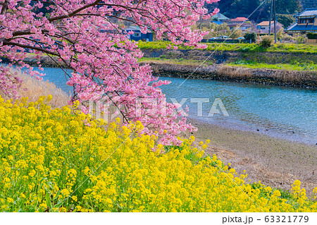 静岡県賀茂郡南伊豆町の河津桜 みなみの桜と菜の花まつり 静岡県賀茂郡南伊豆町の河津桜 みなみの桜と菜の花まつり 63321779