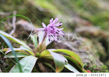 ショウジョウバカマ ショウジョウバカマ 63321871