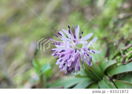 ショウジョウバカマ 63321872