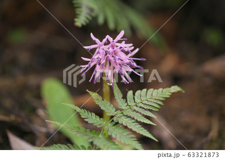 ショウジョウバカマ 63321873