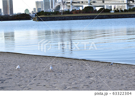 お台場海浜公園 浜辺のユリカモメ お台場海浜公園 浜辺のユリカモメ 63322304