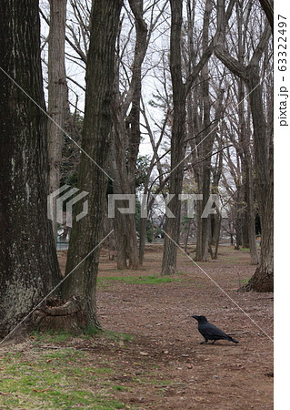カラス 63322497