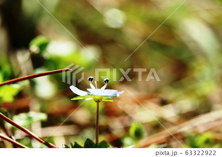 オオイヌノフグリの横顔 オオイヌノフグリの横顔 63322922