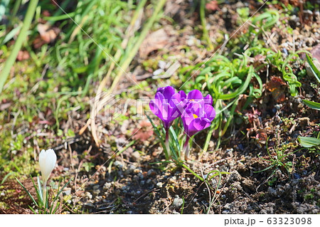 クロッカスの花 クロッカスの花 63323098