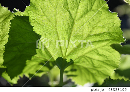 フキの葉 63323196