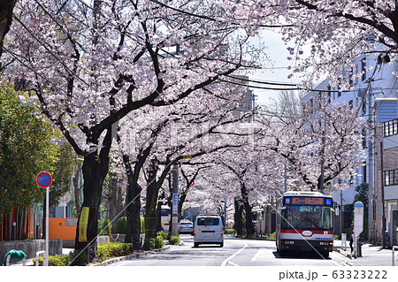 世田谷・桜丘の千歳通りの桜並木 世田谷・桜丘の千歳通りの桜並木 63323222