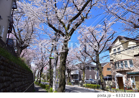 世田谷・桜丘の千歳通りの玉石垣と桜 世田谷・桜丘の千歳通りの玉石垣と桜 63323223