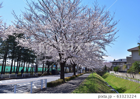 調布・大沢グラウンド通りの桜並木と調布飛行場 63323224