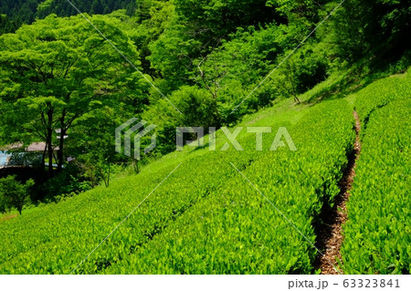 里山の茶畑 里山の茶畑 63323841