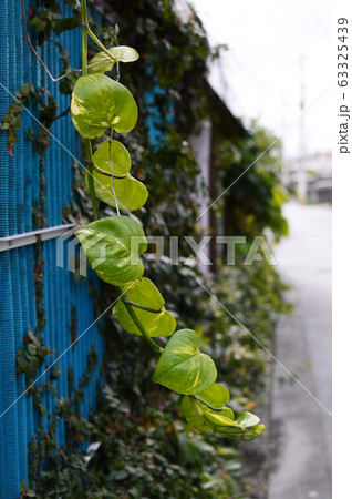 古びた家屋から垂れるツル植物の写真素材 古びた家屋から垂れるツル植物の写真素材