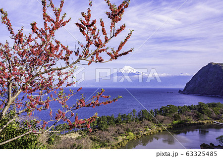 （静岡県）花桃咲く、西伊豆井田から、海越しの富士山 63325485