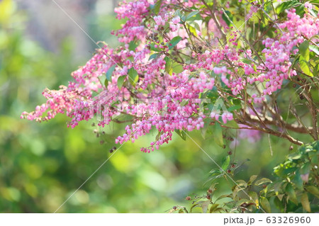 アセビの花 アセビの花 63326960