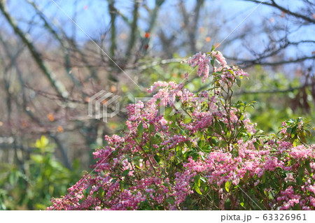 アセビの花 アセビの花 63326961