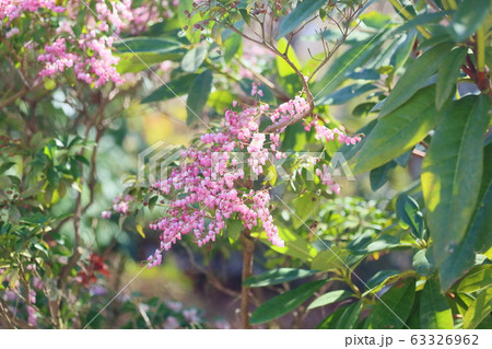 アセビの花 アセビの花 63326962