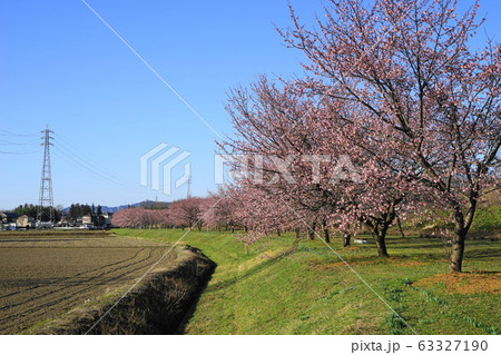 3月　坂戸30寒桜(安行寒桜)並木･北浅羽桜堤公園 63327190