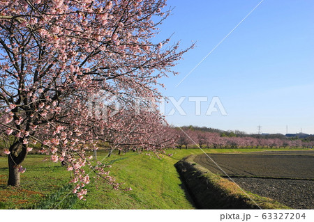 3月　坂戸18寒桜(安行寒桜)並木･北浅羽桜堤公園 63327204