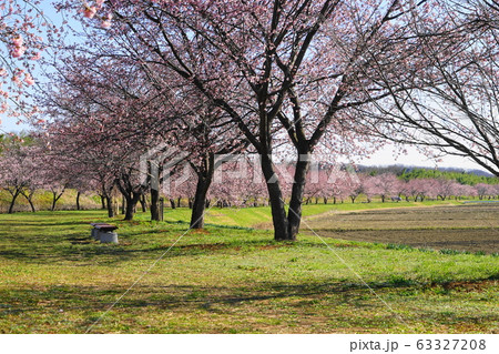 3月　坂戸14寒桜(安行寒桜)並木･北浅羽桜堤公園 63327208