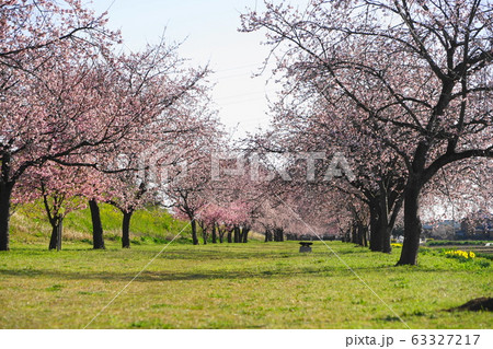 3月 坂戸06寒桜(安行寒桜)並木・北浅羽桜堤公園 3月 坂戸06寒桜(安行寒桜)並木・北浅羽桜堤公園 63327217