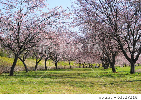 3月 坂戸05寒桜(安行寒桜)並木・北浅羽桜堤公園 3月 坂戸05寒桜(安行寒桜)並木・北浅羽桜堤公園 63327218