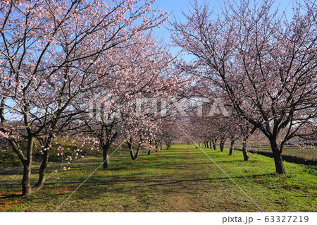 3月　坂戸04寒桜(安行寒桜)並木･北浅羽桜堤公園 63327219