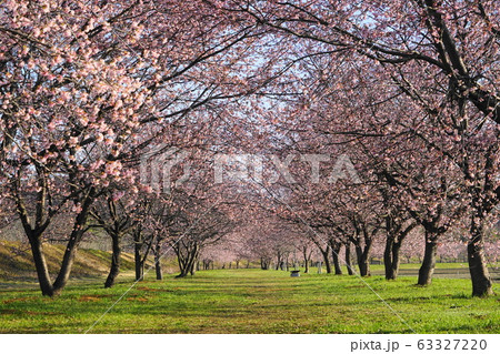 3月　坂戸03寒桜(安行寒桜)並木･北浅羽桜堤公園 63327220