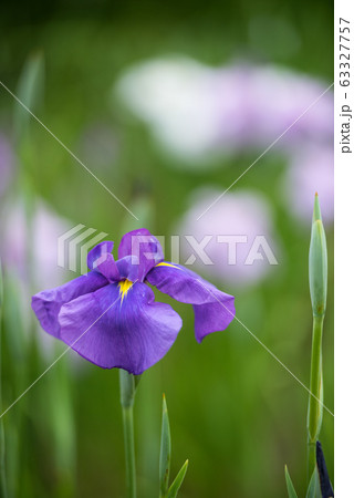 花しょうぶ 63327757