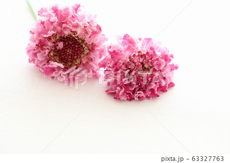 スカビオサの写真素材