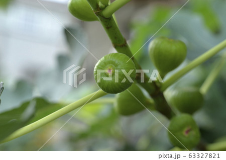 果樹園 果実園 果物畑 63327821