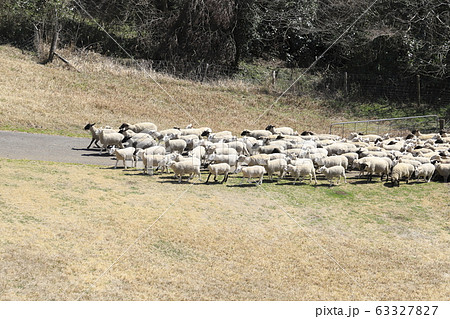 マザー牧場 ひつじの大行進 マザー牧場 ひつじの大行進 63327827