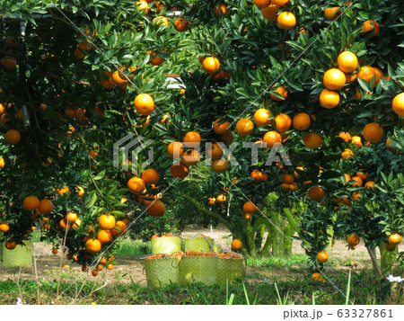 果樹園 果実園 果物畑 63327861