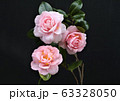 椿の花 63328050