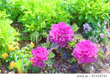 ハボタンの花 ハボタンの花 63328793