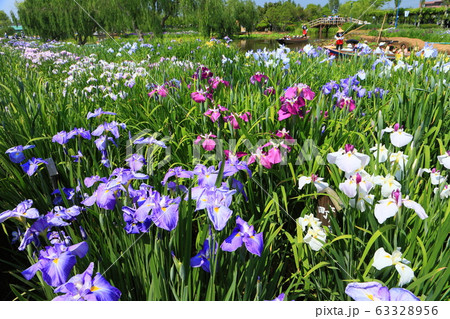 【千葉県】晴天下の佐原あやめ祭り 63328956
