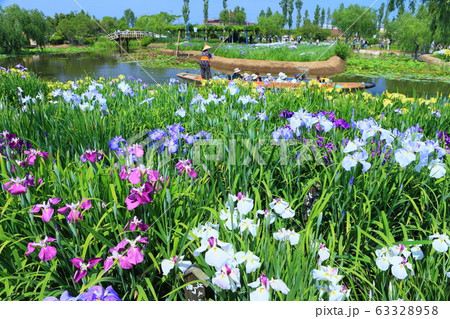 【千葉県】晴天下の佐原あやめ祭り 【千葉県】晴天下の佐原あやめ祭り 63328958