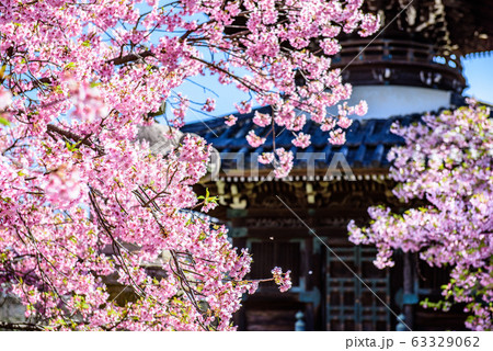 【京都府】清涼寺　多宝塔　河津桜 63329062