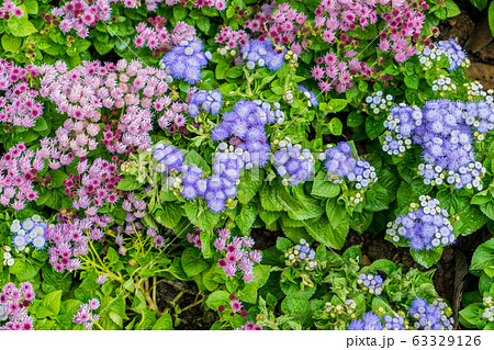 beautiful Ageratum flower background in garden 63329126