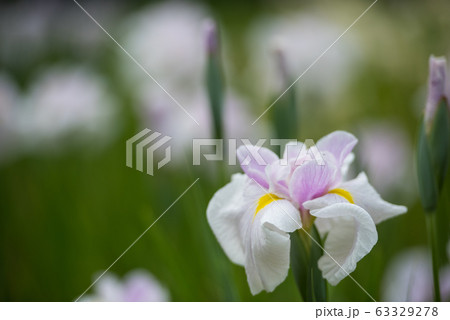 花しょうぶ 花しょうぶ 63329278