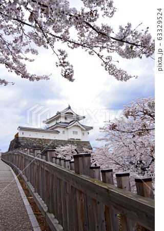 山梨県 甲府城(舞鶴城公園)桜 山梨県 甲府城(舞鶴城公園)桜 63329524