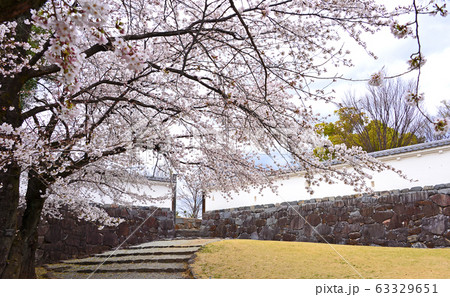 山梨県 甲府城 舞鶴城公園 桜の写真素材