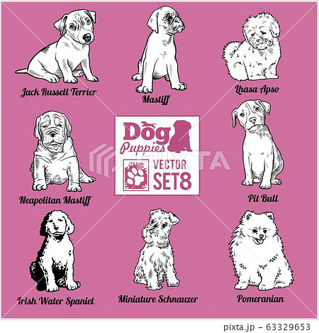 Dog Puppies - Vector set. Funny dogs puppy pet characters different breads doggy. 63329653