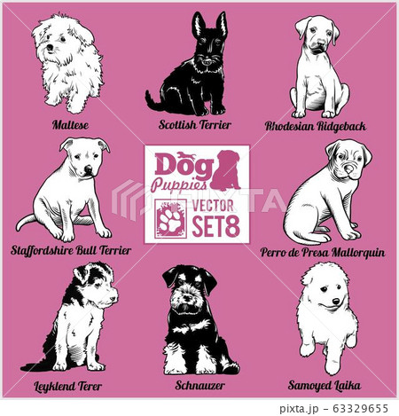 Dog Puppies - Vector set. Funny dogs puppy pet characters different breads doggy. 63329655
