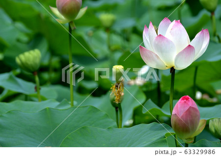里山に咲く夏の花　蓮の花 63329986