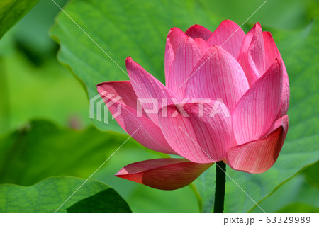 里山に咲く夏の花 蓮の花 里山に咲く夏の花 蓮の花 63329989